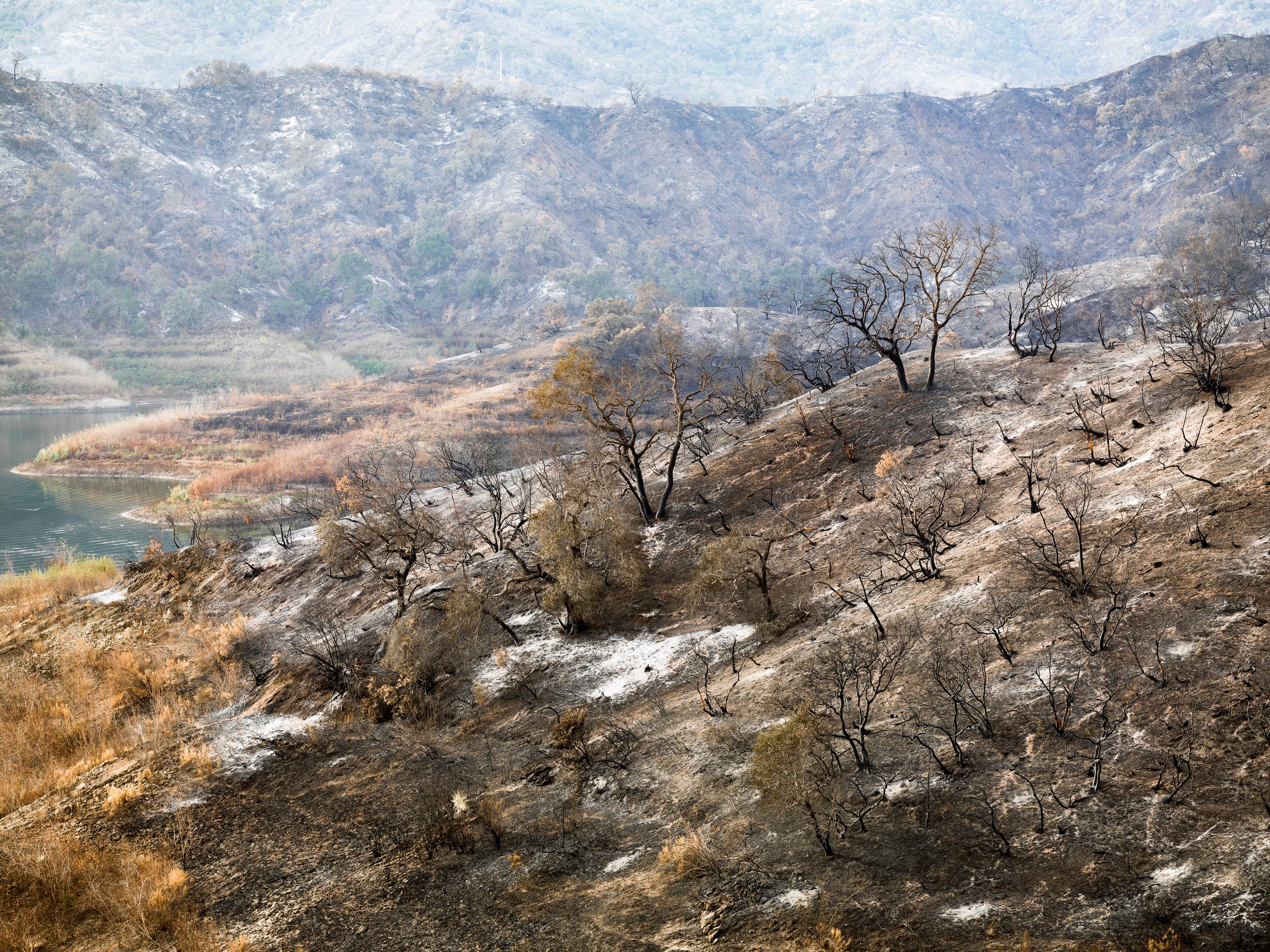 SURVIVORS - The Thomas Fire Series